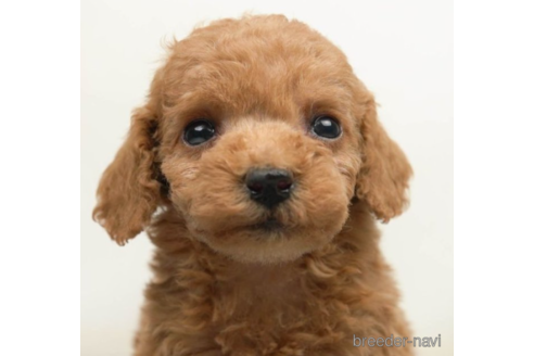 成約済の千葉県のタイニープードル-225152の4枚目